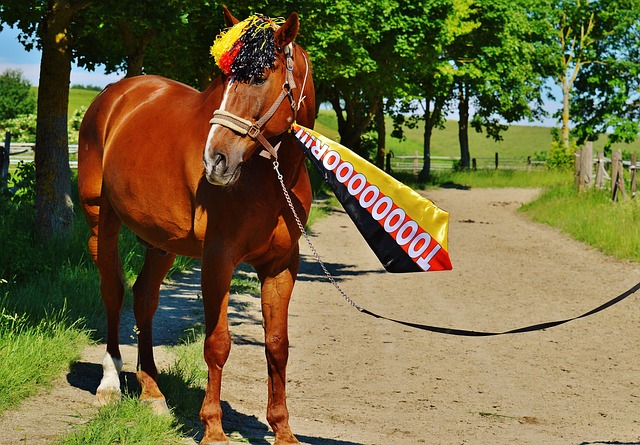 火箭队的心 火箭队的心