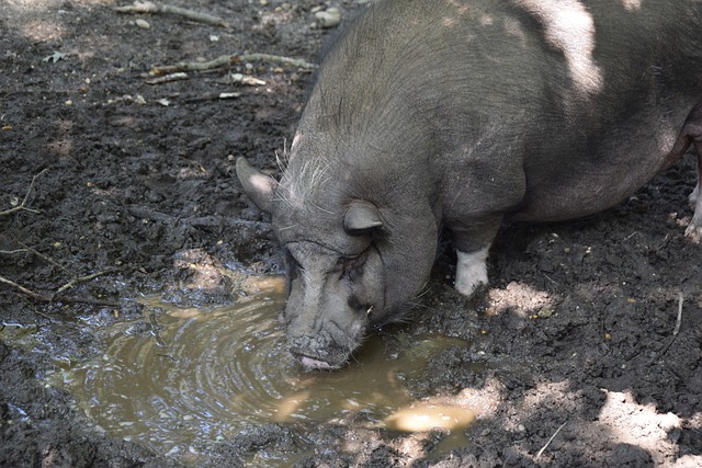 的足部伤势 的足部伤势